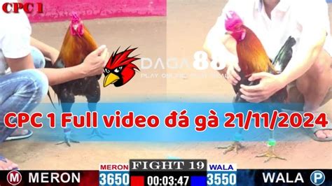 Tổng hợp Video đá gà cựa sắt Thomo/ CPC hàng ngày (Full HD).